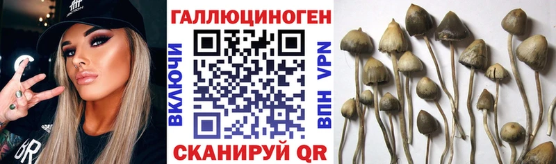 Псилоцибиновые грибы Psilocybe  Гусев 